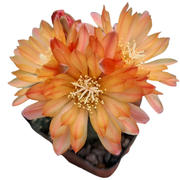 Gymnocalycium robustum x bruchii