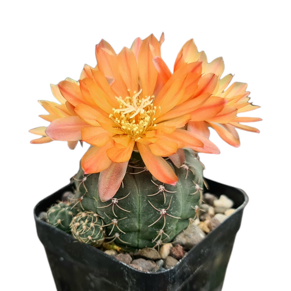 Gymnocalycium robustum x bruchii