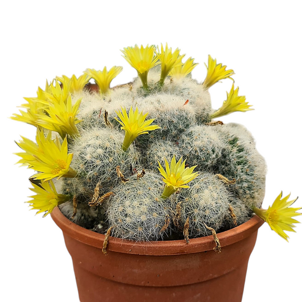 Mammillaria baumii cristata