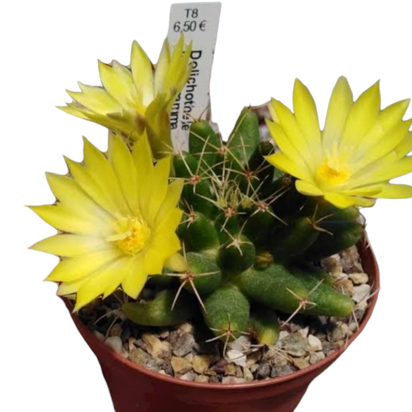 Mammillaria longimamma