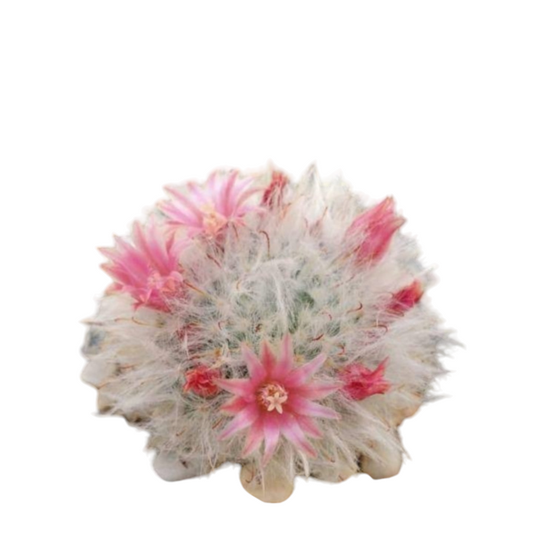 Mammillaria bocasana_cactus_plant