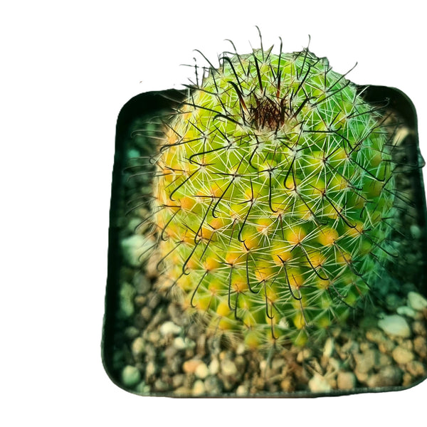 Mammillaria beneckei variegated