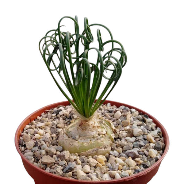 Albuca spiralis