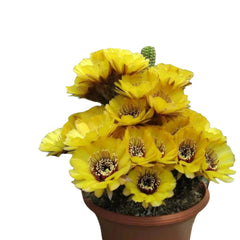 Echinocereu yellow EY677 HYBRID
