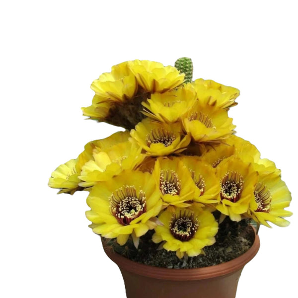 Echinocereu yellow EY677 HYBRID