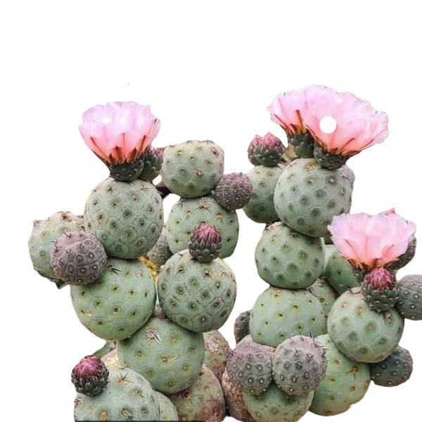Tephrocactus geometricus