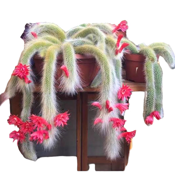 Monkey tail cactus