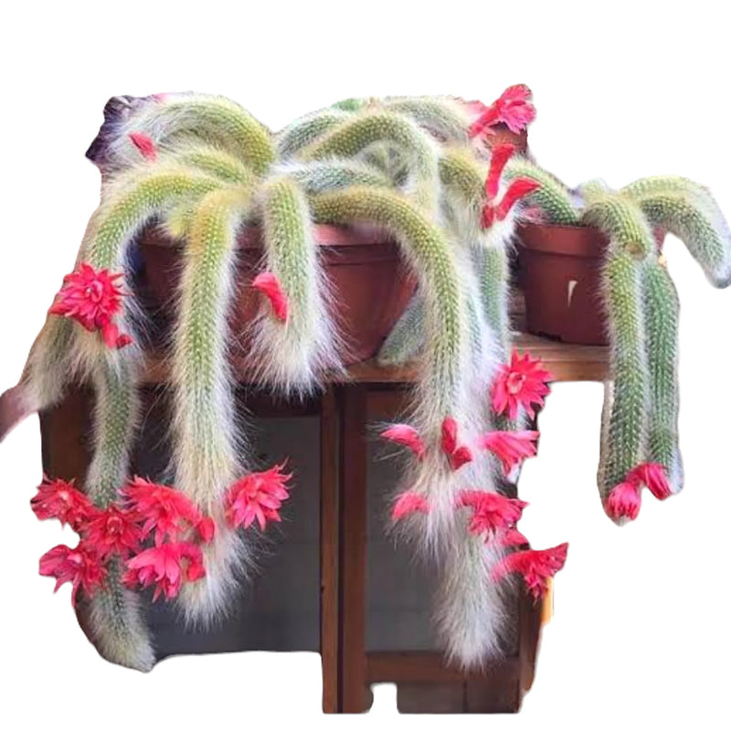 Monkey tail cactus 6_INCHS_RAUND_N_POT WHITHOUT_POT_SHIPPING
