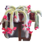 Monkey tail cactus 6_INCHS_RAUND_N_POT WHITHOUT_POT_SHIPPING