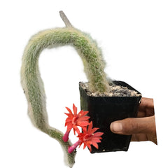 Monkey tail cactus
