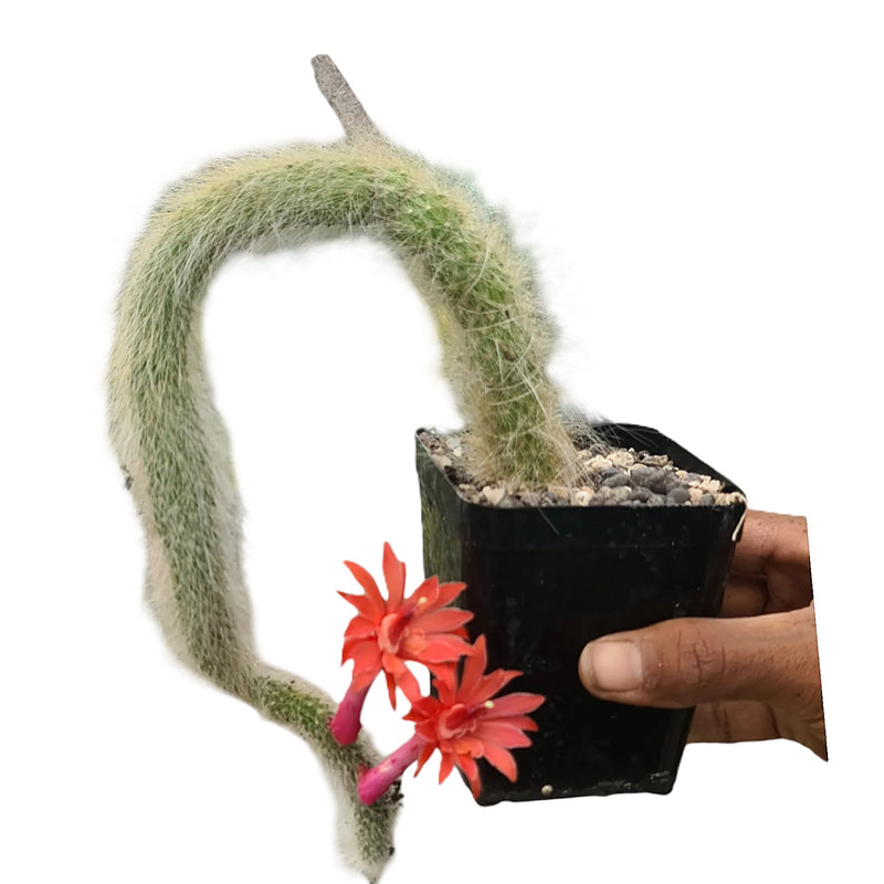 Monkey tail cactus