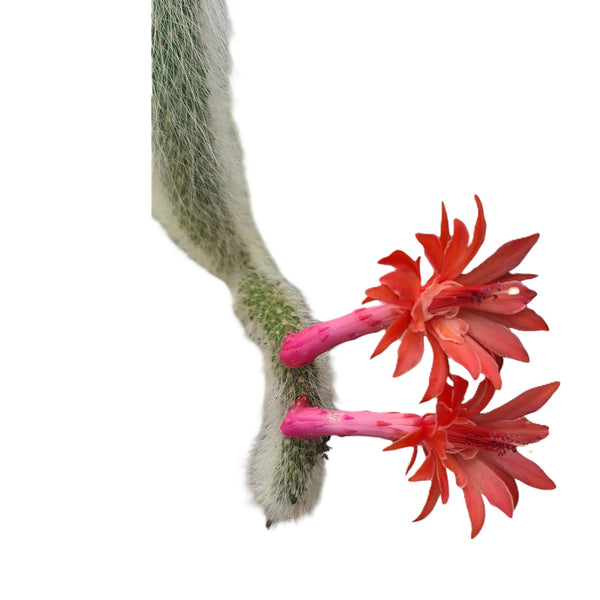 Monkey tail cactus