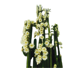 Trichocereus pachanoi ( San Pedro cactus ) 6_INCHS_RAUND_N_POT WHITH_POT_SHIPPING