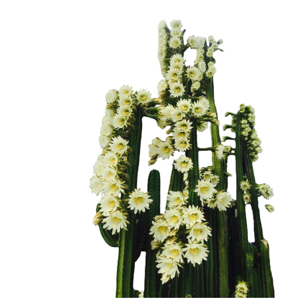 Trichocereus pachanoi ( San Pedro cactus ) 6_INCHS_RAUND_N_POT WHITH_POT_SHIPPING