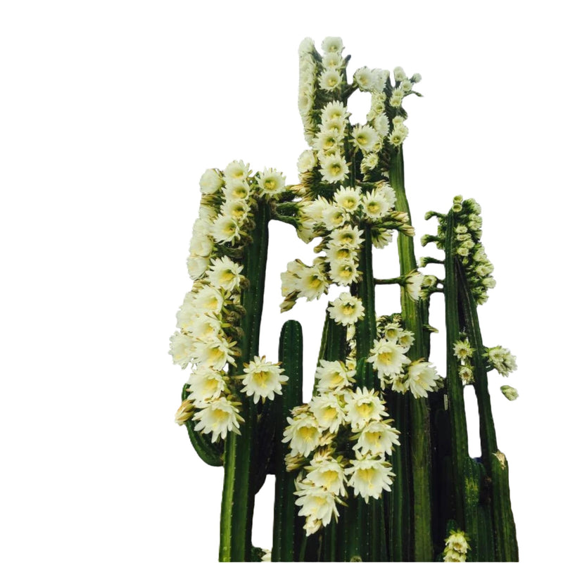 Trichocereus pachanoi ( San Pedro cactus ) 6_INCHS_RAUND_N_POT WHITH_POT_SHIPPING