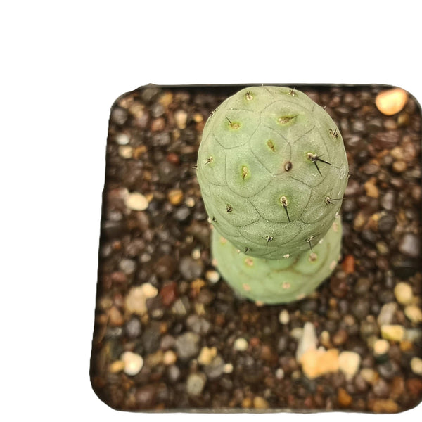 Tephrocactus geometricus