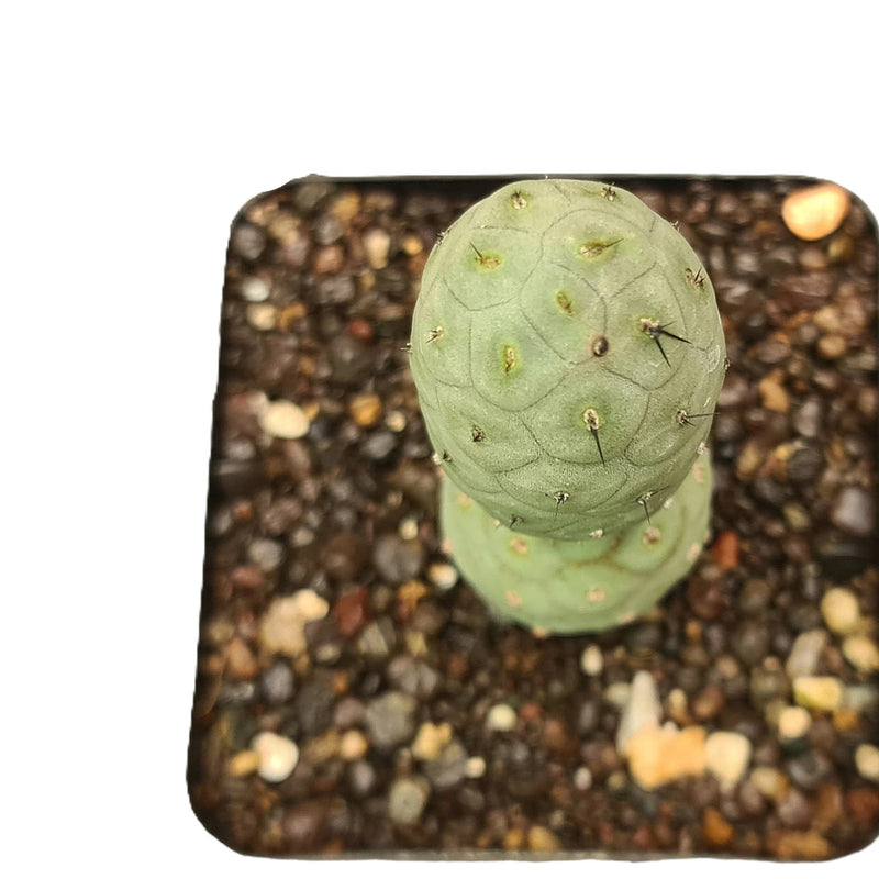 Tephrocactus geometricus
