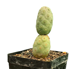 Tephrocactus geometricus