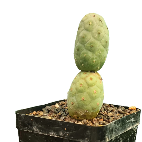Tephrocactus geometricus