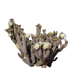 Tephrocactus articulatus var strobiliformis