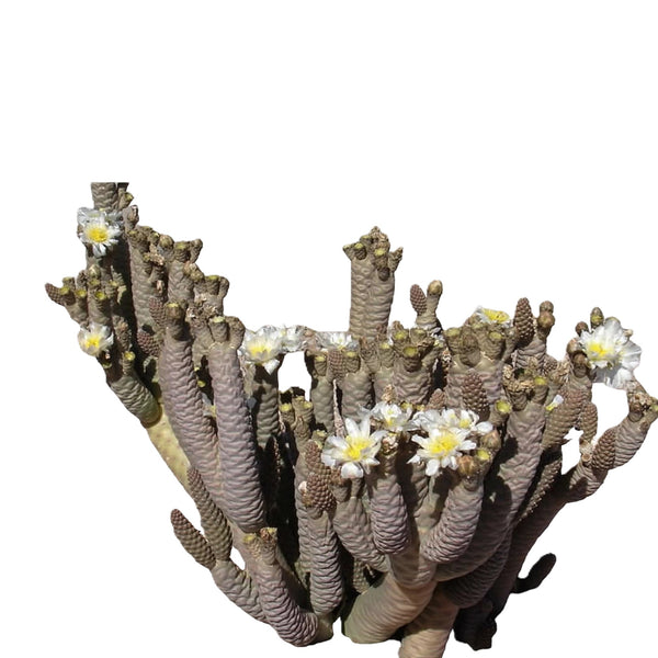 Tephrocactus articulatus var strobiliformis