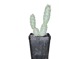 Tephrocactus articulatus var strobiliformis