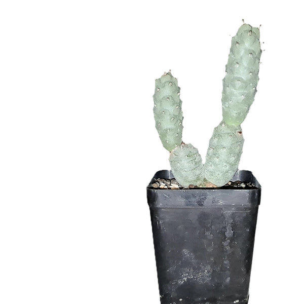 Tephrocactus articulatus var strobiliformis