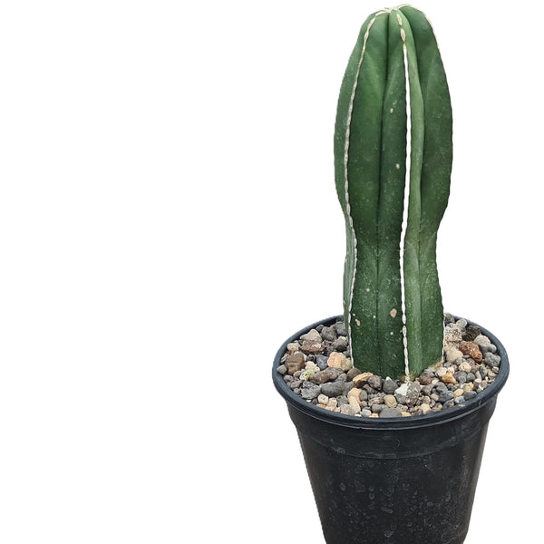 Lophocereus marginatus