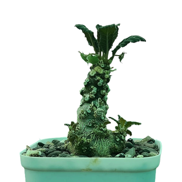 Dorstenia foetida habitat