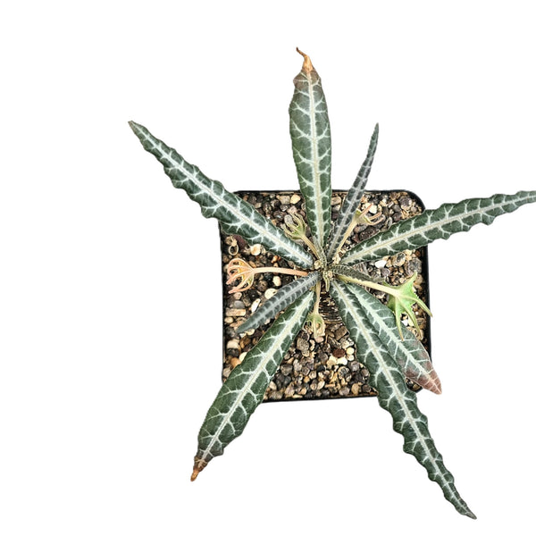 Dorstenia lancifolia