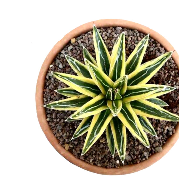 Agave victoriae-reginae shin Yuki Yama