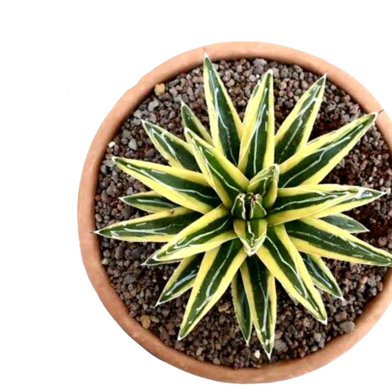 Agave victoriae-reginae shin Yuki Yama