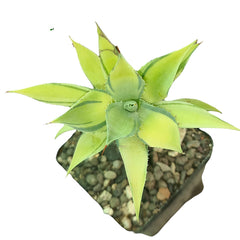 Agave isthmensis striata variegated A