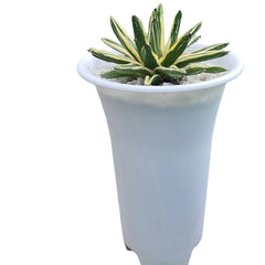 Agave victoriae-reginae shin Yuki Yama