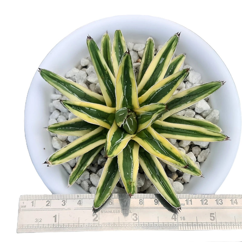 Agave victoriae-reginae shin Yuki Yama