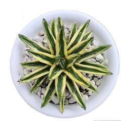 Agave victoriae-reginae shin Yuki Yama