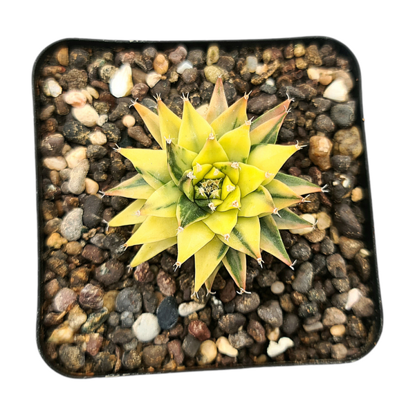 Obregonia denegrii variegated