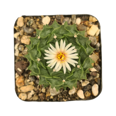 Obregonia denegrii 1