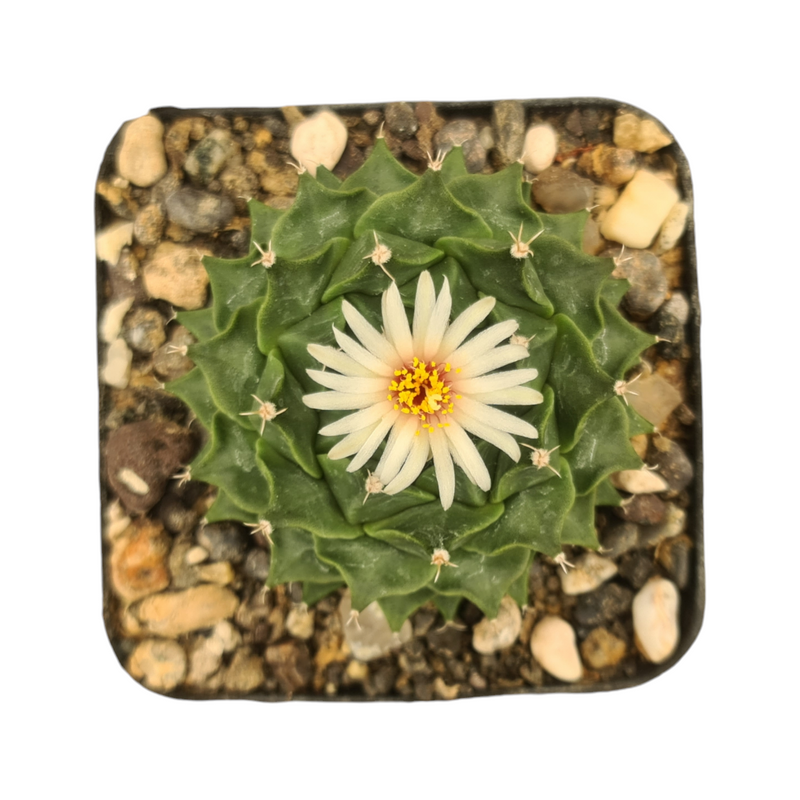 Obregonia denegrii 1
