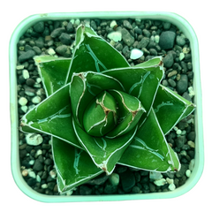 Agave victoriae reginae super wide