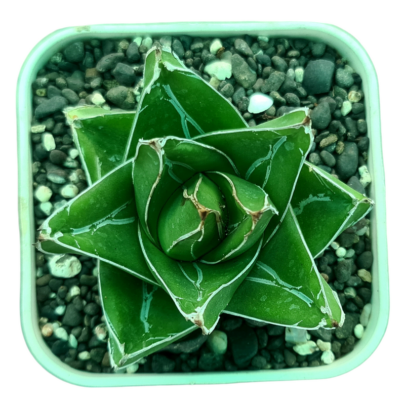 Agave victoriae reginae super wide