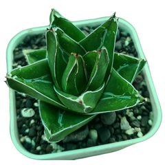 Agave victoriae reginae super wide