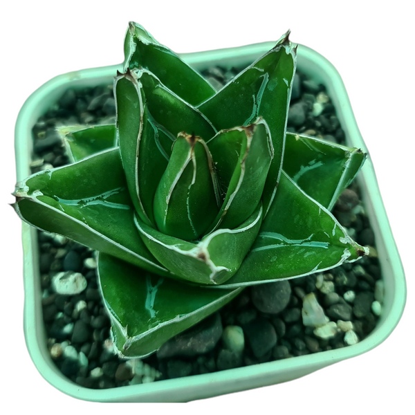 Agave victoriae reginae super wide