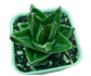 Agave victoriae reginae super wide