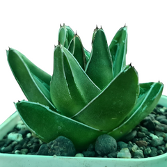 Agave victoriae reginae super wide