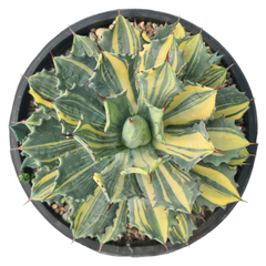 Agave isthmensis striata variegated