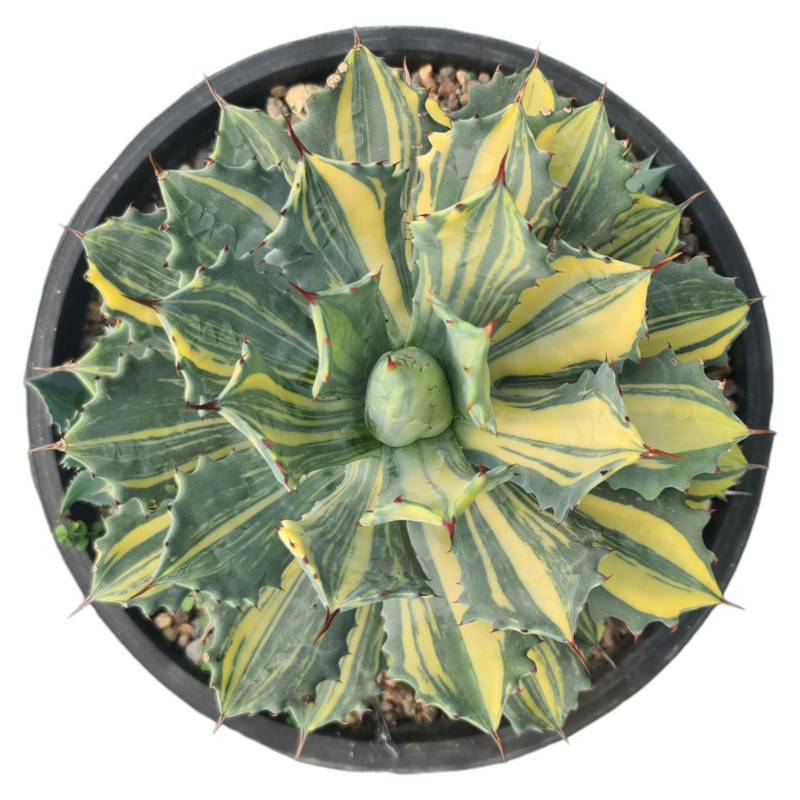 Agave isthmensis striata variegated