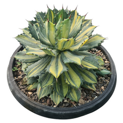 Agave isthmensis striata variegated