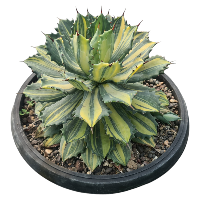 Agave isthmensis striata variegated