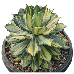 Agave isthmensis striata variegated